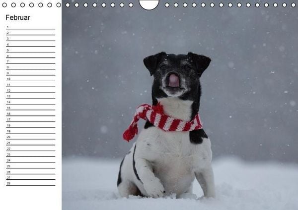 Produktbild: Jack Russell Terrier - Ein Verwandlungsk&uuml;nstler namens Jake / Geburtstagskalender (Wandkalender immerw&auml;hrend DIN A4 quer)