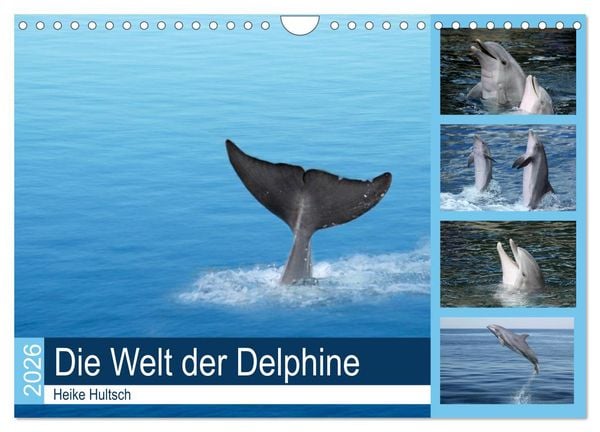 Produktbild: Die Welt der Delphine (Wandkalender 2026 DIN A4 quer), CALVENDO Monatskalender