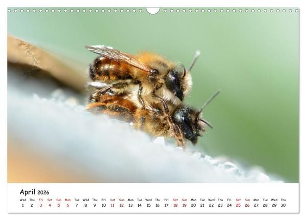 Produktbild: Wild bees - The life of solitary bees in insect hotels (Wall Calendar 2026 DIN A3 landscape), CALVENDO 12 Month Wall Calendar