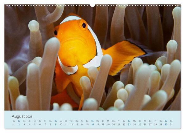 Produktbild: Abenteuer Unterwasser (Wandkalender 2026 DIN A2 quer), CALVENDO Monatskalender