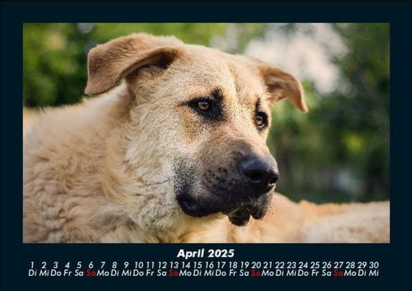 Produktbild: Hundezauber 2025 Fotokalender DIN A5