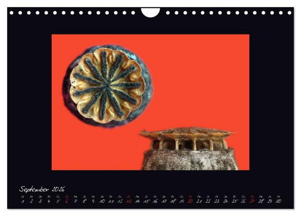 Produktbild: MOHNographie (Wandkalender 2026 DIN A4 quer), CALVENDO Monatskalender