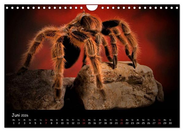 Produktbild: Mystische Vogelspinnen (Wandkalender 2026 DIN A4 quer), CALVENDO Monatskalender