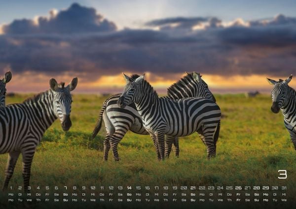 Produktbild: Afrikas Tierwelt - Der Tierkalender - 2027 - Kalender DIN A2