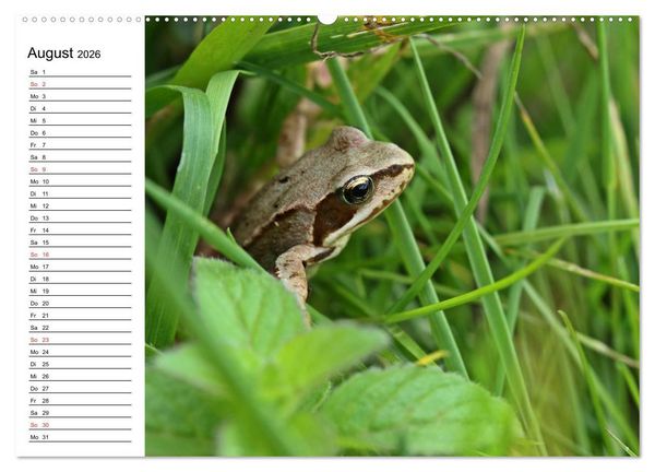 Produktbild: Amphibien und Reptilien (hochwertiger Premium Wandkalender 2026 DIN A2 quer), Kunstdruck in Hochglanz