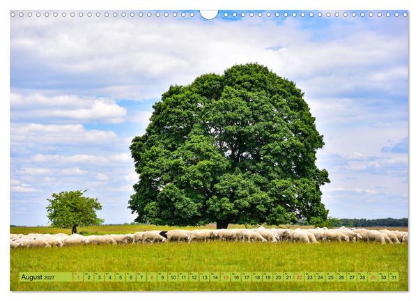 Produktbild: B&auml;ume sind Tr&auml;ume (Wandkalender 2027 DIN A3 quer), CALVENDO Monatskalender