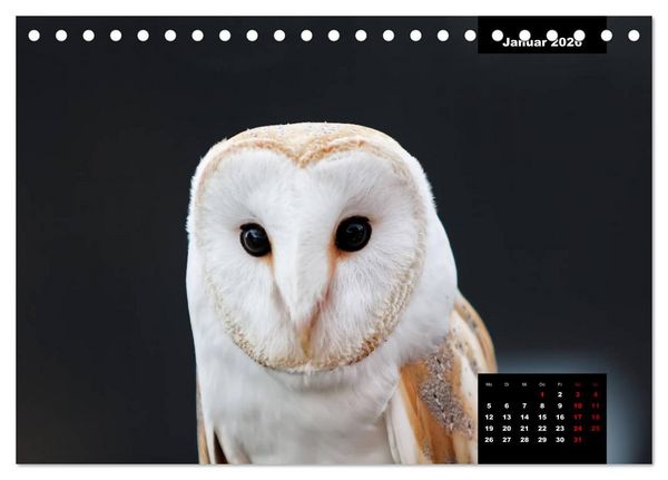 Produktbild: Greifv&ouml;gel - Herrscher der L&uuml;fte (Tischkalender 2026 DIN A5 quer), CALVENDO Monatskalender