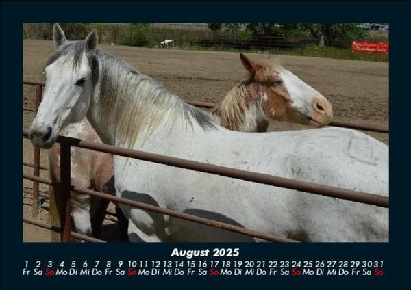 Produktbild: Pferdegefl&uuml;ster 2025 Fotokalender DIN A5