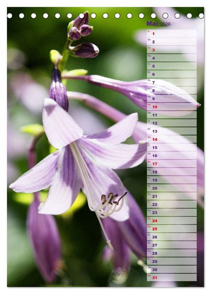 Produktbild: Hostas Herzblattlilien Funkien (Tischkalender 2026 DIN A5 hoch), CALVENDO Monatskalender