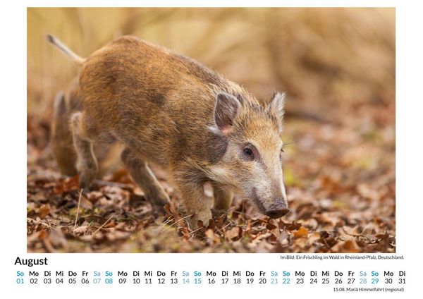 Produktbild: Wildschweine
