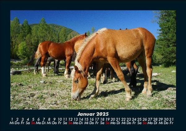 Produktbild: Pferdegefl&uuml;ster 2025 Fotokalender DIN A5