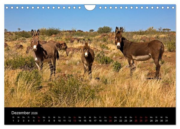 Produktbild: Namibias Tiere: von gro&szlig; bis klein (Wandkalender 2026 DIN A4 quer), CALVENDO Monatskalender