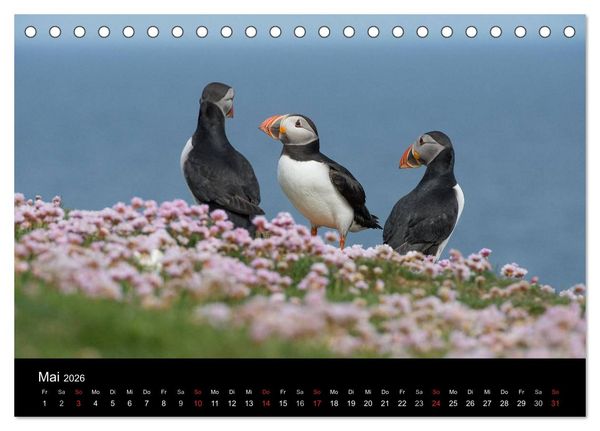 Produktbild: Papageientaucher 2026 (Tischkalender 2026 DIN A5 quer), CALVENDO Monatskalender