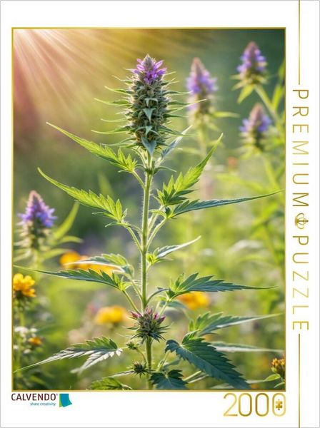 CALVENDO Puzzle Marihuanablüte im Sonnenlicht - Hanfpflanze im Sommer | 2000 Teile Lege-Größe 90x67cm Foto-Puzzle für glückliche Stunden