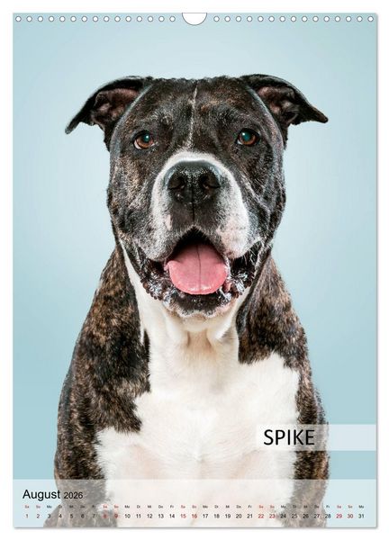 Produktbild: Hundekalender - Hunderassen im Portrait (Wandkalender 2026 DIN A3 hoch), CALVENDO Monatskalender