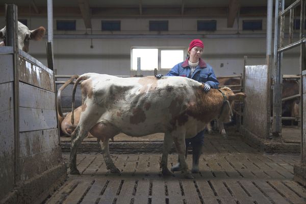 Produktbild: Milchkrieg in Dalsmynni