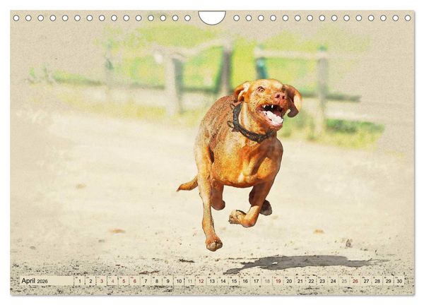 Produktbild: Magyar Vizsla 2026 (Wandkalender 2026 DIN A4 quer), CALVENDO Monatskalender