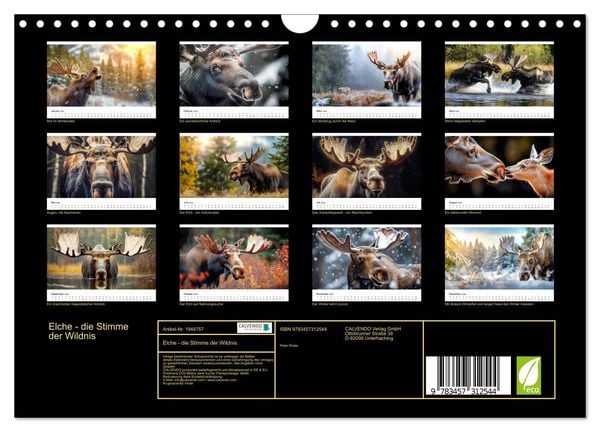 Produktbild: Elche - die Stimme der Wildnis (Wandkalender 2026 DIN A4 quer), CALVENDO Monatskalender