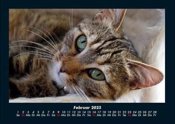 Produktbild: F&uuml;r Katzenfreunde 2025 Fotokalender DIN A4