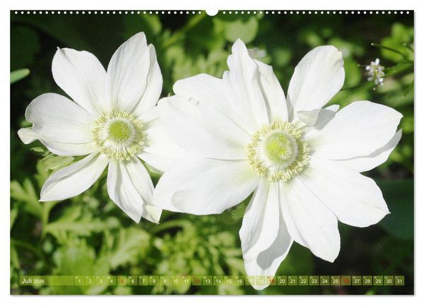 Produktbild: Wei&szlig;e Fr&uuml;hlingsbl&uuml;ten (Wandkalender 2026 DIN A2 quer), CALVENDO Monatskalender
