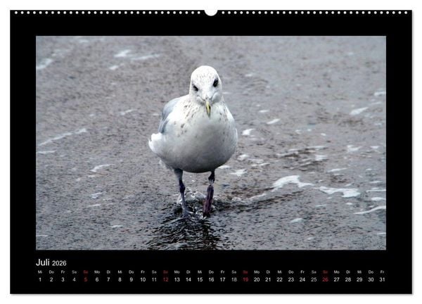 Produktbild: An der Nordsee (hochwertiger Premium Wandkalender 2026 DIN A2 quer), Kunstdruck in Hochglanz