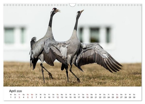 Produktbild: Kraniche im Erzgebirge (Wandkalender 2026 DIN A3 quer), CALVENDO Monatskalender