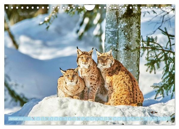 Produktbild: Arber, Rachel und Lusen: Der Hintere Bayerische Wald (Wandkalender 2026 DIN A4 quer), CALVENDO Monatskalender