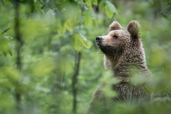 Produktbild: Ursus Brenta &mdash; Die R&uuml;ckkehr der B&auml;ren in die Alpen