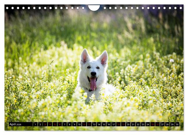 Produktbild: Wei&szlig;e Sch&auml;ferhunde in sch&ouml;nen Landschaften (Wandkalender 2026 DIN A4 quer), CALVENDO Monatskalender