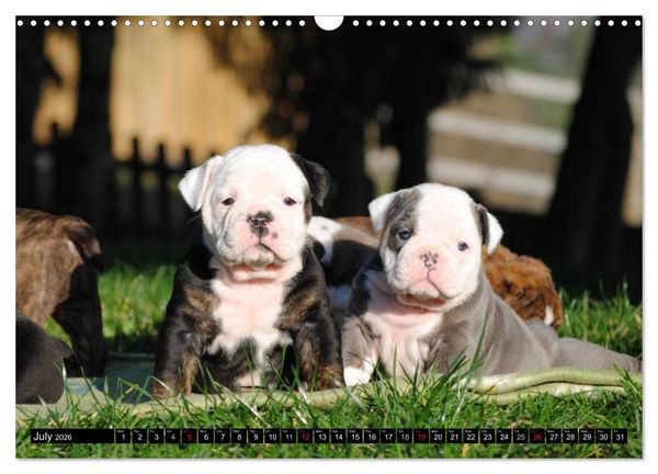 Produktbild: Bulldogs - Old English Bulldog Puppies (Wall Calendar 2026 DIN A3 landscape), CALVENDO 12 Month Wall Calendar