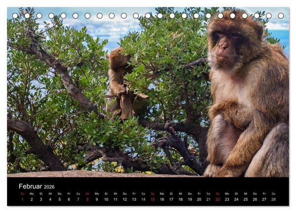 Produktbild: Gibraltar - der Affenfelsen (Tischkalender 2026 DIN A5 quer), CALVENDO Monatskalender