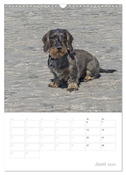 Produktbild: Der Dackel (M)ein treuer Weggef&auml;hrte (Wandkalender 2026 DIN A3 hoch), CALVENDO Monatskalender