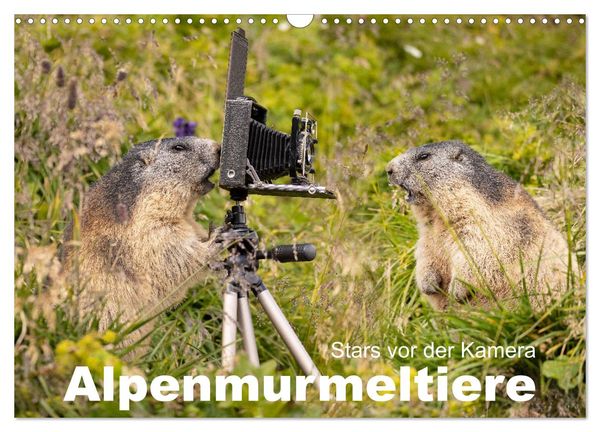 Alpenmurmeltiere - Stars vor der Kamera (Wandkalender 2025 DIN A3 quer), CALVENDO Monatskalender