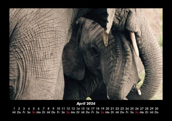 Produktbild: Der Elefantenkalender 2026 Fotokalender DIN A3