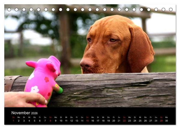 Produktbild: Magyar Vizsla (Tischkalender 2026 DIN A5 quer), CALVENDO Monatskalender