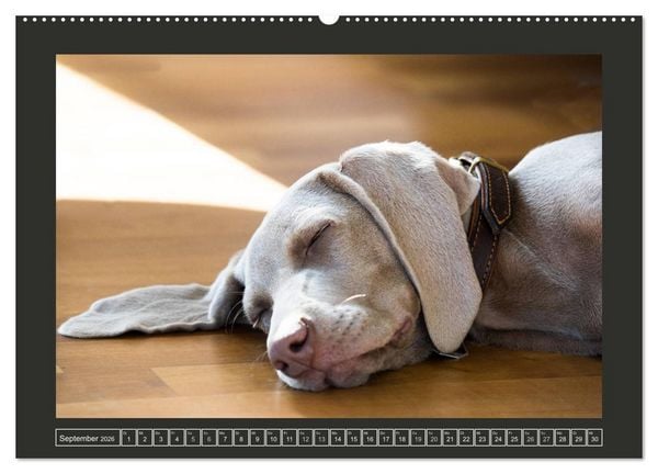 Produktbild: Weimaraner - Ein Welpenjahr (hochwertiger Premium Wandkalender 2026 DIN A2 quer), Kunstdruck in Hochglanz