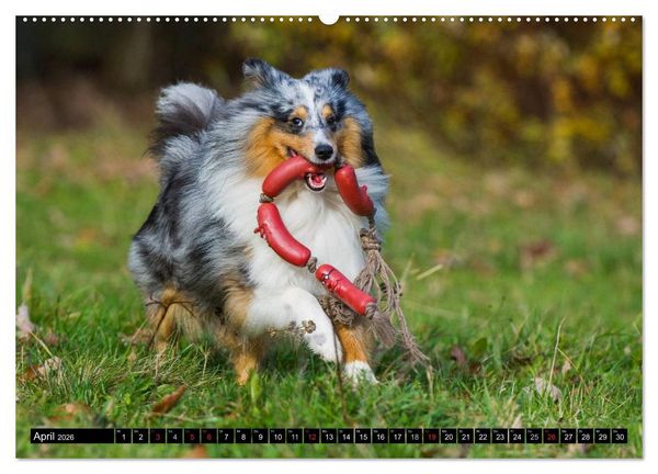 Produktbild: Traumhund Sheltie (hochwertiger Premium Wandkalender 2026 DIN A2 quer), Kunstdruck in Hochglanz