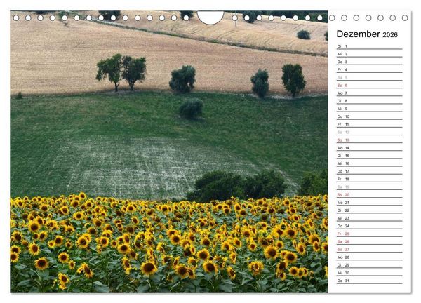 Produktbild: Ein Jahr lang Sonnenblumen (Wandkalender 2026 DIN A4 quer), CALVENDO Monatskalender