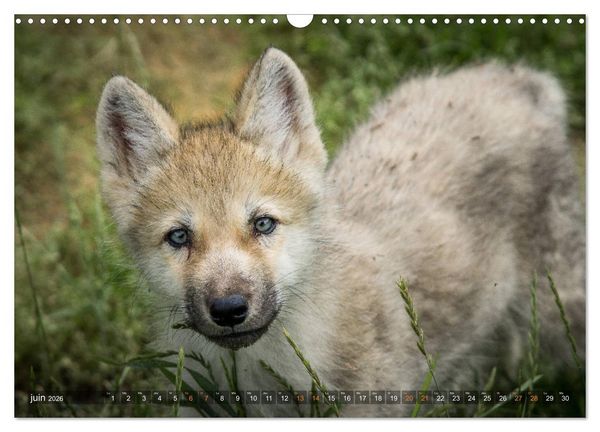 Produktbild: Les p'tits loups gris (Calendrier mural 2026 DIN A3 vertical), CALVENDO calendrier mensuel