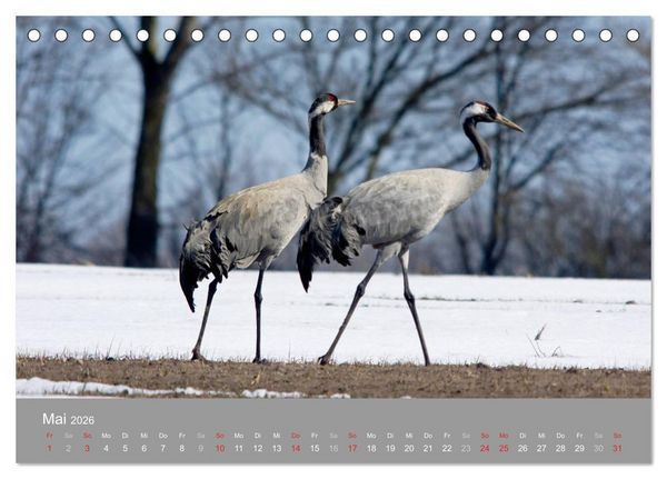 Produktbild: Kraniche in Vorpommern (Tischkalender 2026 DIN A5 quer), CALVENDO Monatskalender