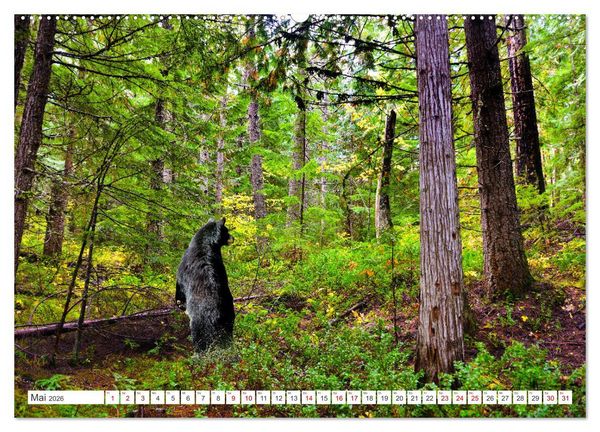 Produktbild: KANADA - Die B&auml;ren der Rocky Mountains (hochwertiger Premium Wandkalender 2026 DIN A2 quer), Kunstdruck in Hochglanz