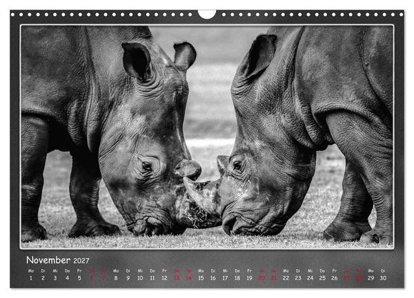 Produktbild: Tieren ins Gesicht geschaut (Wandkalender 2027 DIN A3 quer), CALVENDO Monatskalender
