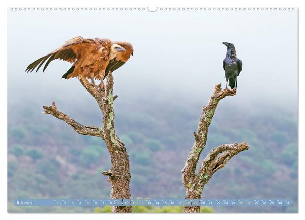 Produktbild: Rabenv&ouml;gel: Schwarz, schlau, sch&ouml;n (Wandkalender 2026 DIN A2 quer), CALVENDO Monatskalender