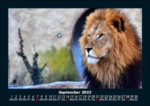 Produktbild: L&ouml;wen in der Wildnis 2025 Fotokalender DIN A5