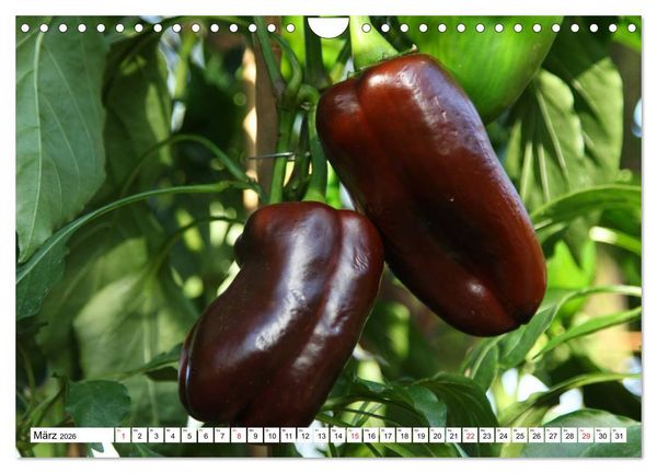 Produktbild: F&uuml;r Chili Liebhaber (Wandkalender 2026 DIN A4 quer), CALVENDO Monatskalender