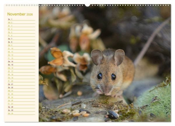 Produktbild: Gr&uuml;sse von der Maus! (Wandkalender 2026 DIN A2 quer), CALVENDO Monatskalender