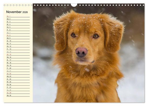 Produktbild: Toll, toll, Toller (Wandkalender 2026 DIN A3 quer), CALVENDO Monatskalender