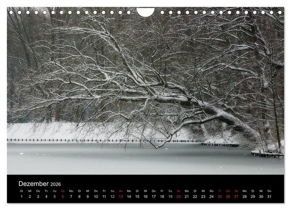 Produktbild: Baumportr&auml;ts 2026 (Wandkalender 2026 DIN A4 quer), CALVENDO Monatskalender