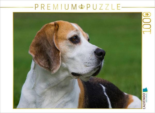 Produktbild: CALVENDO Puzzle Beagle Portr&auml;t | 1000 Teile Lege-Gr&ouml;&szlig;e 64x48cm Foto-Puzzle f&uuml;r gl&uuml;ckliche Stunden