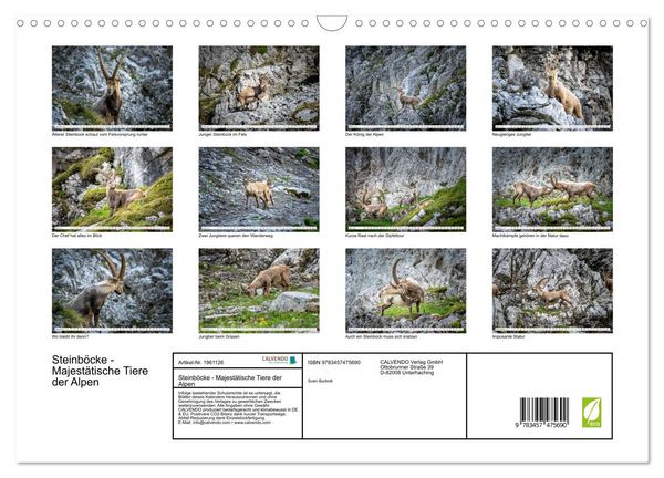 Produktbild: Steinb&ouml;cke - Majest&auml;tische Tiere der Alpen (Wandkalender 2026 DIN A3 quer), CALVENDO Monatskalender